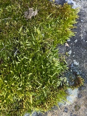 Sciuro-hypnum populeum