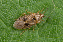 Chilacis typhae