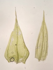 Sciuro-hypnum populeum