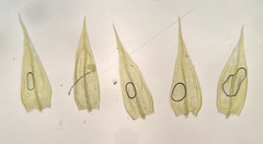 Sciuro-hypnum populeum