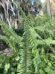 Nephrolepis exaltata