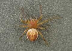 Araniella