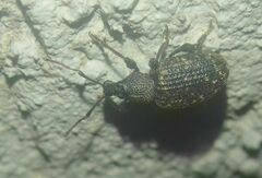 Otiorhynchus