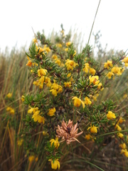 Berberis empetrifolia