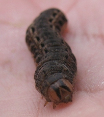 Noctua pronuba
