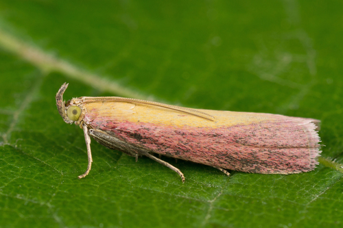 Rosy-striped Knot-horn
