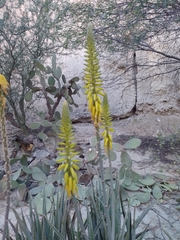 Aloe vera