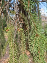 Picea