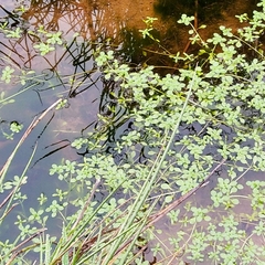 Callitriche stagnalis
