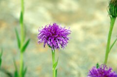 Pseudopegolettia tenella