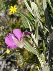 Podalyria oleifolia