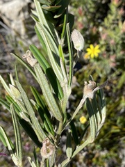 Podalyria oleifolia