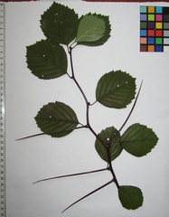 Crataegus chrysocarpa