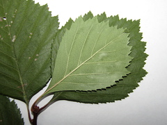 Crataegus chrysocarpa