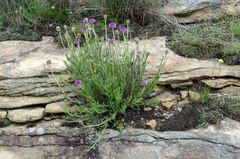 Pseudopegolettia tenella