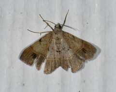 Frederickia subterminata