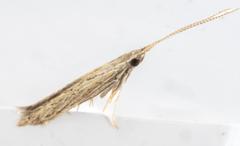 Coleophora quadruplex