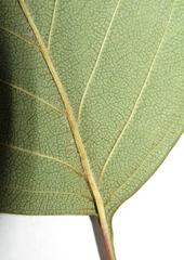 Crataegus chrysocarpa