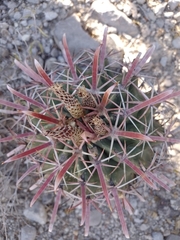 Ferocactus recurvus