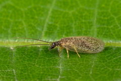 Psectra diptera