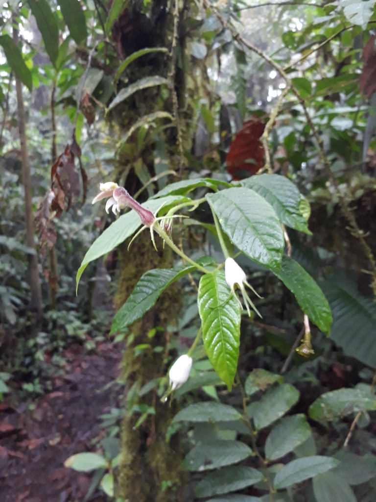Burmeistera velutina