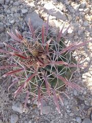 Ferocactus recurvus