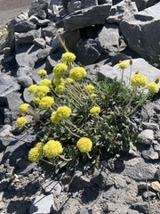 Eriogonum flavum