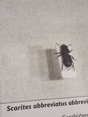 Scarites abbreviatus
