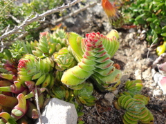 Crassula tomentosa