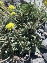 Eriogonum flavum