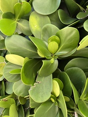 Peperomia obtusifolia