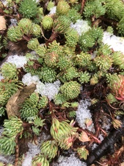 Petrosedum forsterianum