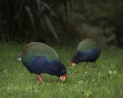 Porphyrio hochstetteri