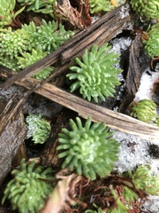 Petrosedum forsterianum