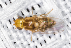 Chlorops