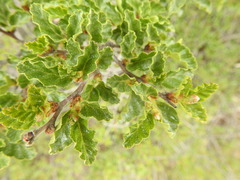 Nothofagus antarctica