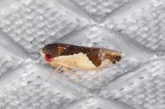Norvellina pulchella