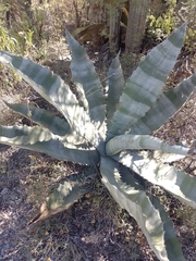 Agave marmorata