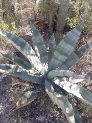 Agave marmorata