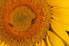 Pseudomops neglectus