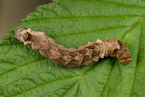 Peach Blossom Moth