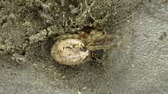 Zygiella x-notata