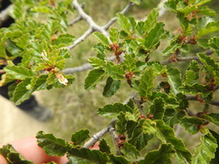 Nothofagus antarctica