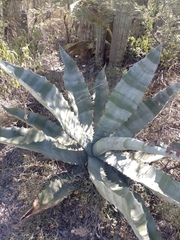 Agave marmorata