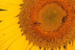 Pseudomops neglectus