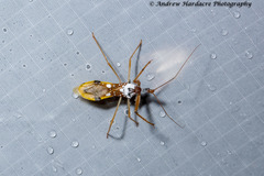 Epidaus famulus