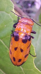 Cissites maculata