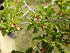 Nothofagus antarctica