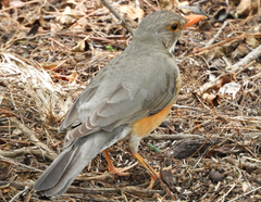 Turdus libonyana