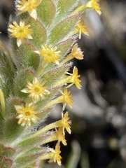 Struthiola tomentosa